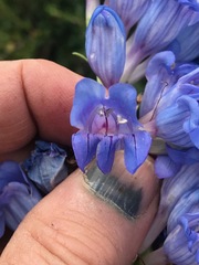 Penstemon glaber alpinus