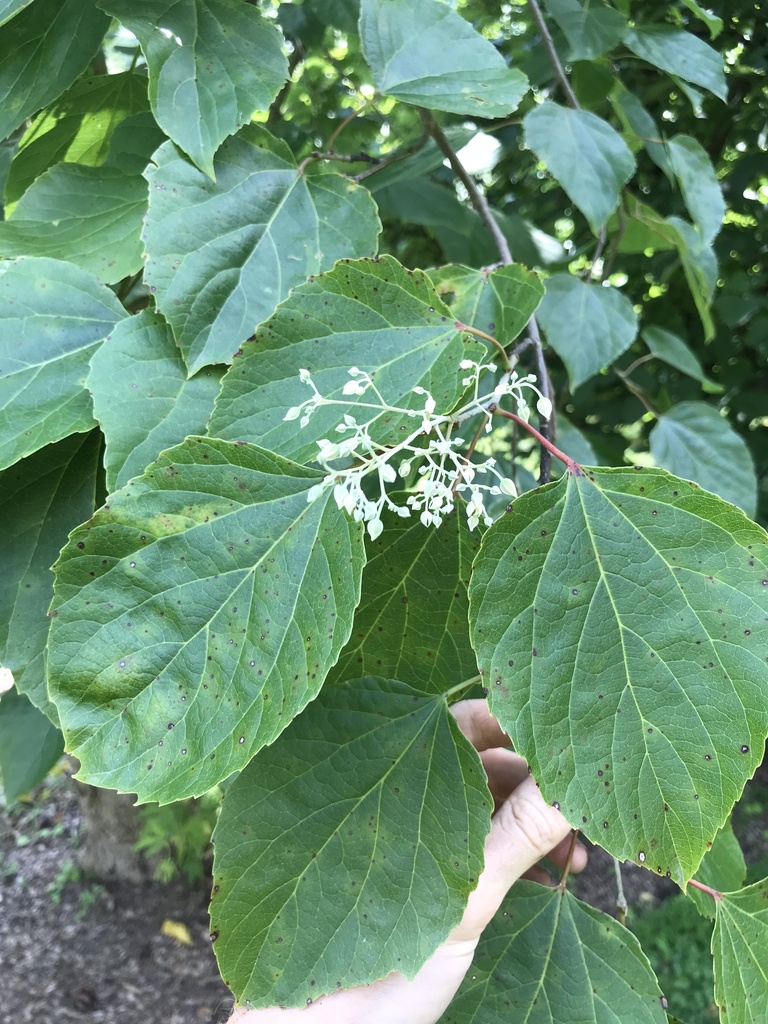 Poliothyrsis