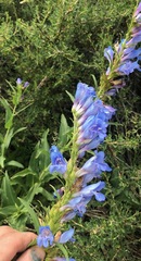 Penstemon glaber alpinus