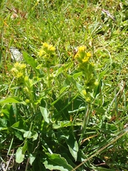 Solidago virgaurea minuta