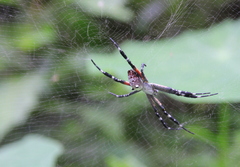 Cyrtophora ikomosanensis