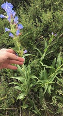 Penstemon glaber alpinus