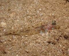 Fusigobius duospilus