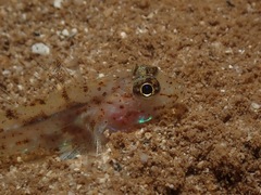 Fusigobius duospilus