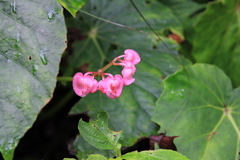 Begonia chitoensis