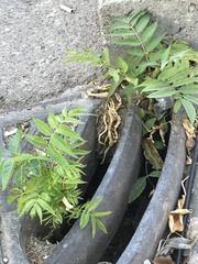 Ailanthus altissima