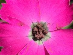 Microbotryum dianthorum