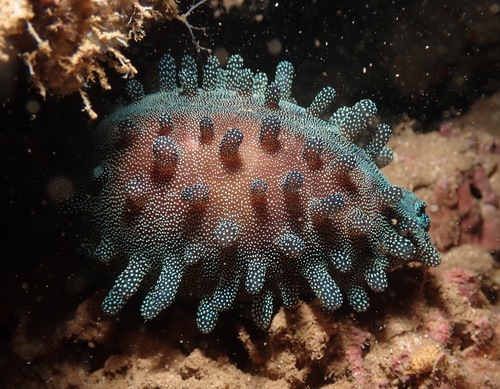 Cypraea talpa observed 2022-07-18