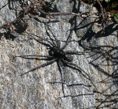Pardosa nigra