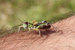 Miramella
