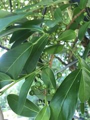 Lindera glauca salicifolia