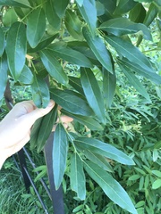 Lindera glauca salicifolia