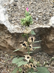 Alcea rosea