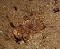 Isarachnanthus