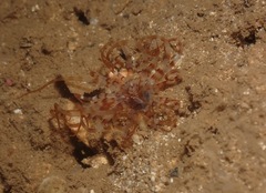 Isarachnanthus