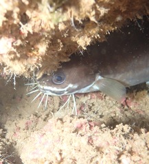 Brotula multibarbata