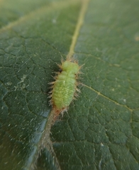 Cassida vibex