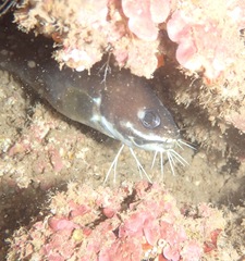 Brotula multibarbata