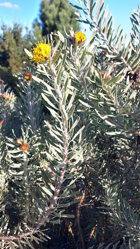 Image of Leucospermum parile by (c) Jacques van der Merwe, some rights reserved (CC BY-SA)