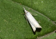 Crambus albellus