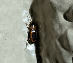 Stenolophus dissimilis