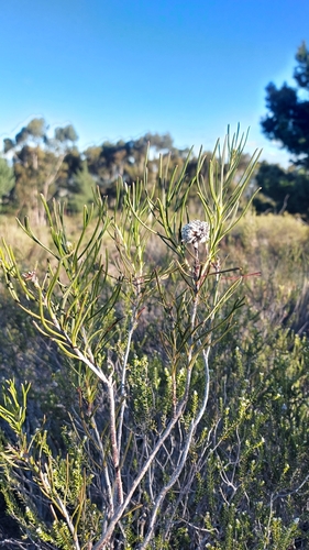 Image of Serruria linearis by (c) Jacques van der Merwe, some rights reserved (CC BY-SA)