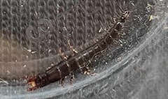Carabidae