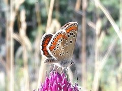Aricia agestis