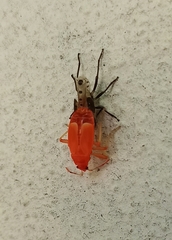 Pyrrhocoris apterus