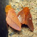 Orange-tipped Oakworm Moth - Photo (c) Jenn Forman Orth, some rights reserved (CC BY-NC-SA)