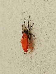 Pyrrhocoris apterus