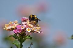 Bombus ruderatus