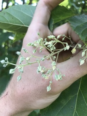 Poliothyrsis sinensis