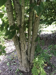 Poliothyrsis sinensis