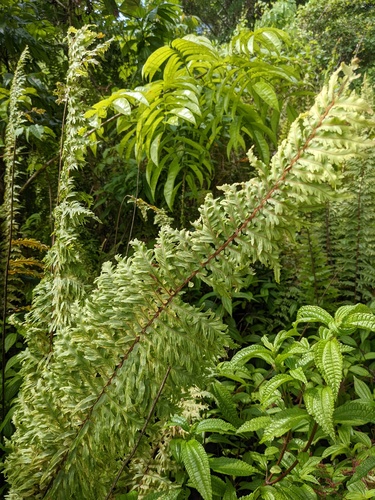 Scaly swordfern (Nephrolepis hirsutula)