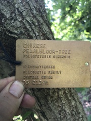 Poliothyrsis sinensis