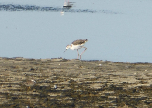 Échasse blanche, jeune