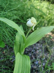Obtusipetala
