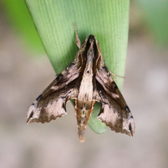 Eupanacra mydon