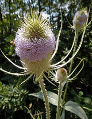 Dipsacus fullonum