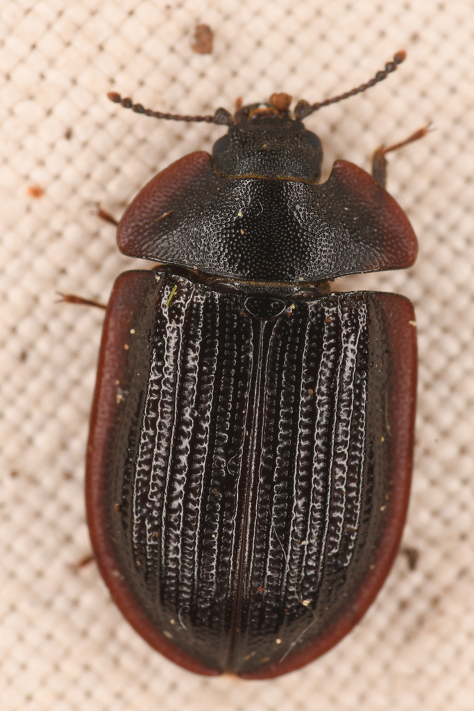 Peltis fraterna
