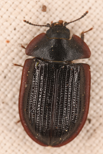 Peltis fraterna