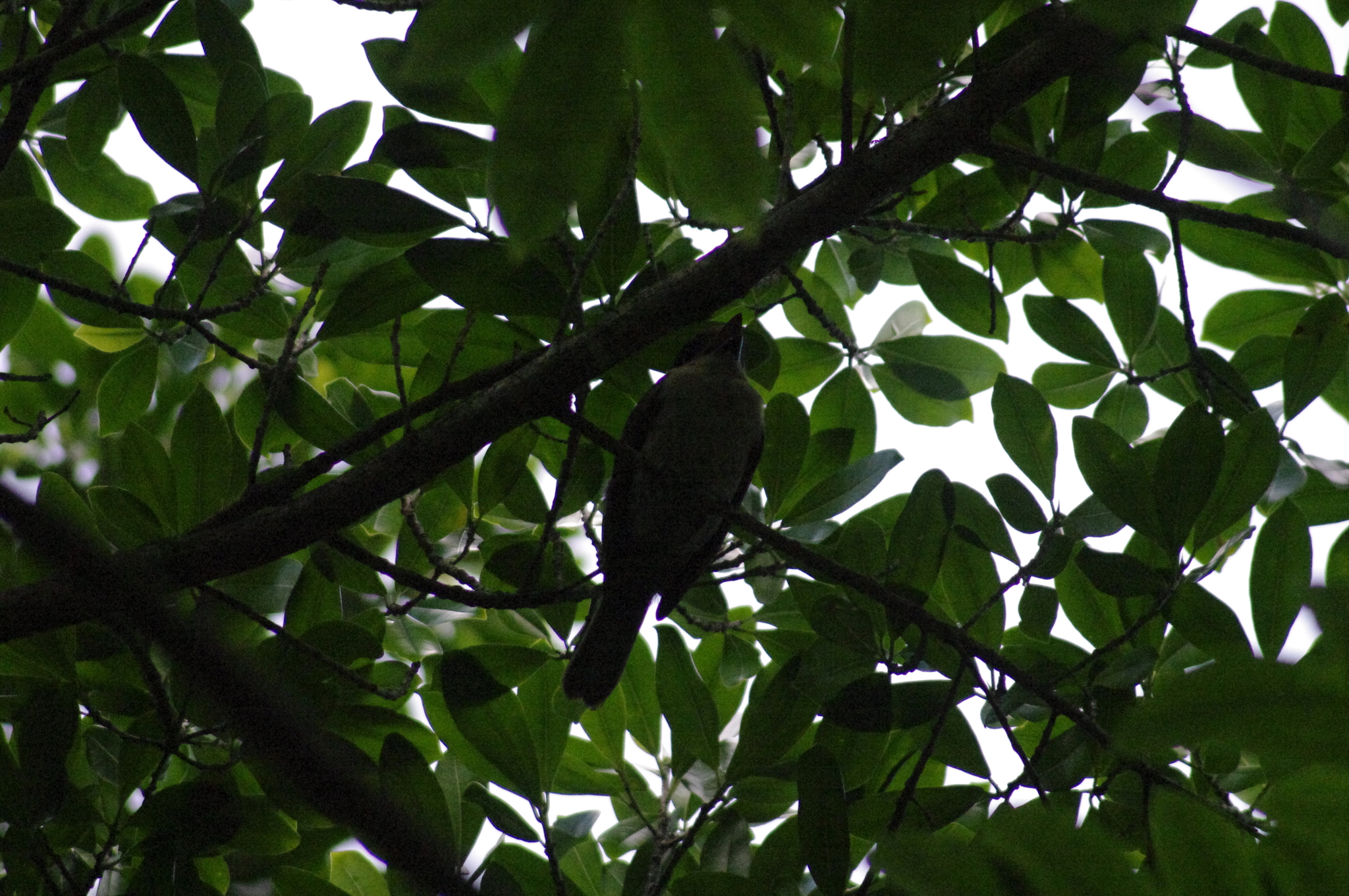 Jamaican Becard (Pachyramphus niger), photo 9