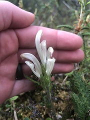 Pedicularis capitata