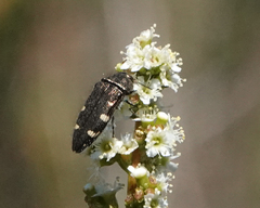 Acmaeodera prorsa