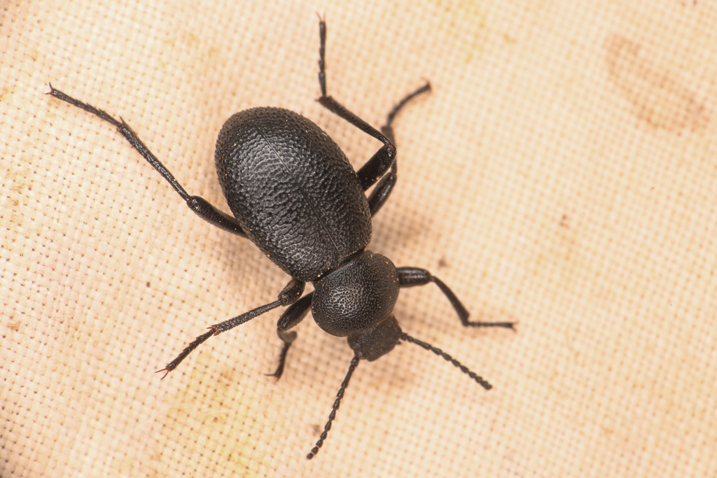 Eleodes rotundipennis