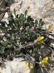 Physaria garrettii