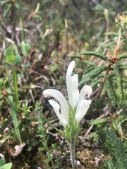 Pedicularis capitata