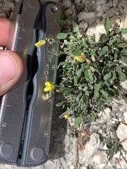 Physaria garrettii