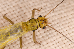 Alloperlini